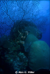 shot on Kodachrome 64 with a Nikonos V and 15 mm lens and... by Alan G. Miller 